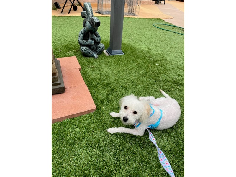 Pet Photo