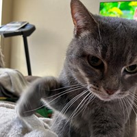 Lost Pet Image