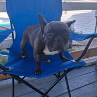Lost Pet Image