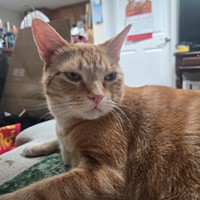 Lost Pet Image