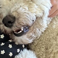 Lost Pet Image