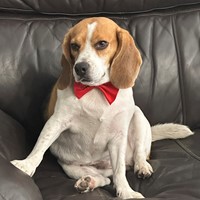 Lost Pet Image