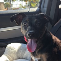 Lost Pet Image