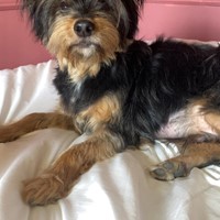 Lost Pet Image
