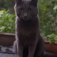 Lost Pet Image