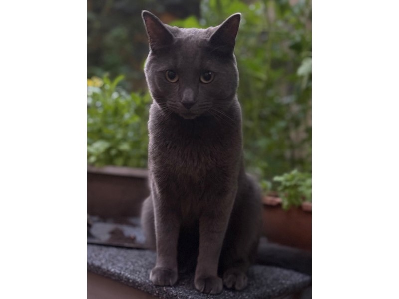 Pet Photo