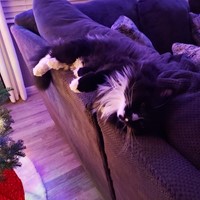 Lost Pet Image