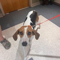 Lost Pet Image