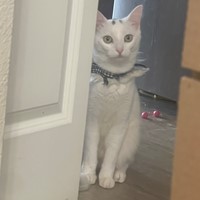 Lost Pet Image