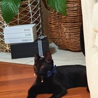 Lost Pet Image