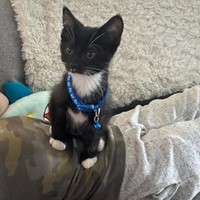 Lost Pet Image