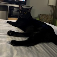 Lost Pet Image