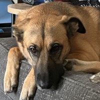 Lost Pet Image