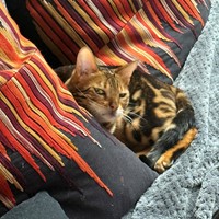 Lost Pet Image