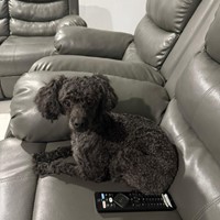 Lost Pet Image