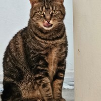 Lost Pet Image