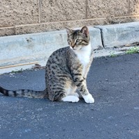 Lost Pet Image