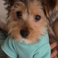 Lost Pet Image