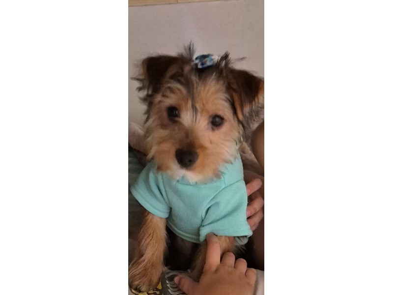 Pet Photo