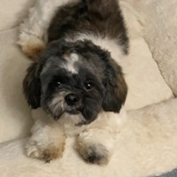 Lost Pet Image