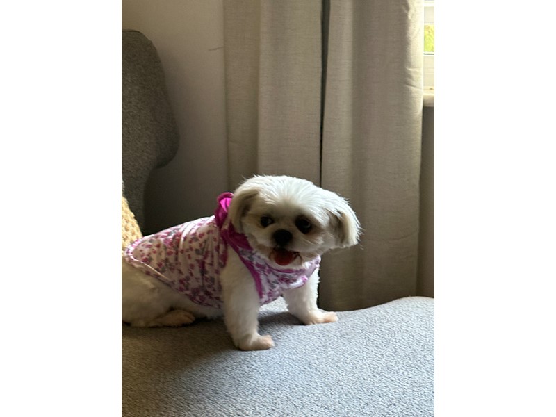 Pet Photo