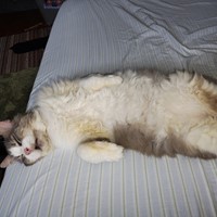 Lost Pet Image