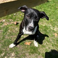 Lost Pet Image