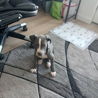 Lost Pet Image