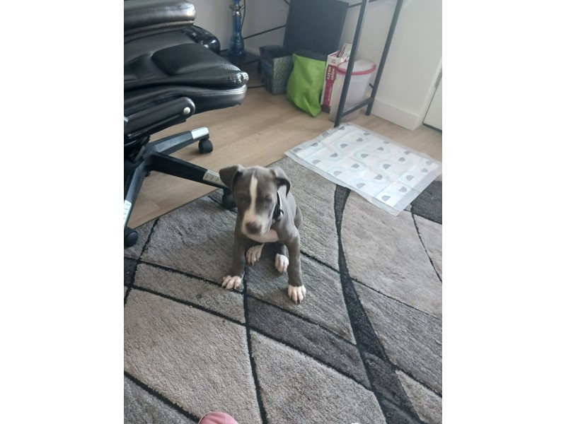 Pet Photo