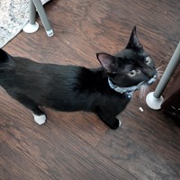 Lost Pet Image
