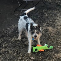 Lost Pet Image