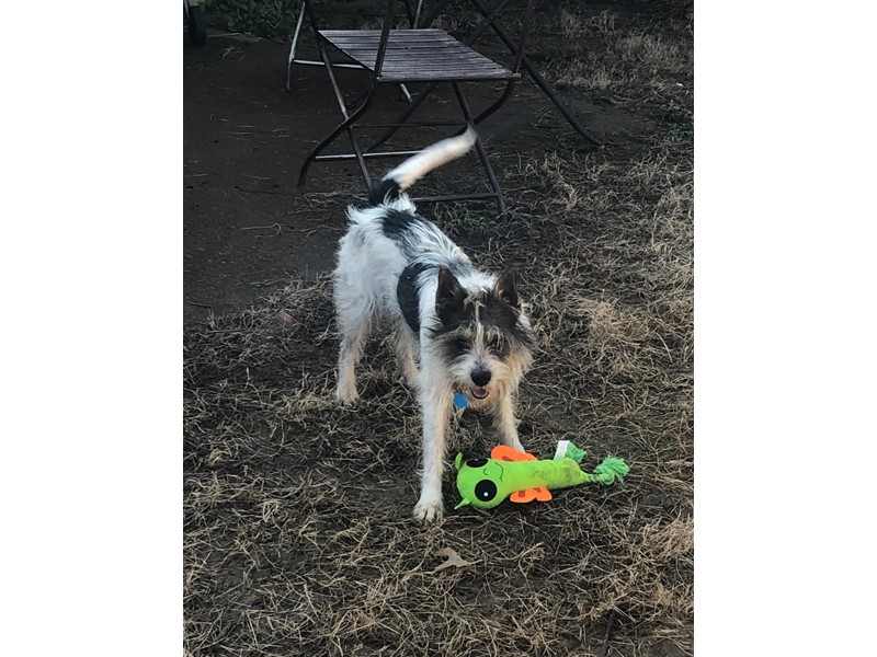 Pet Photo