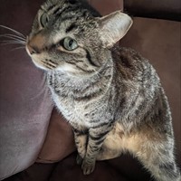 Lost Pet Image