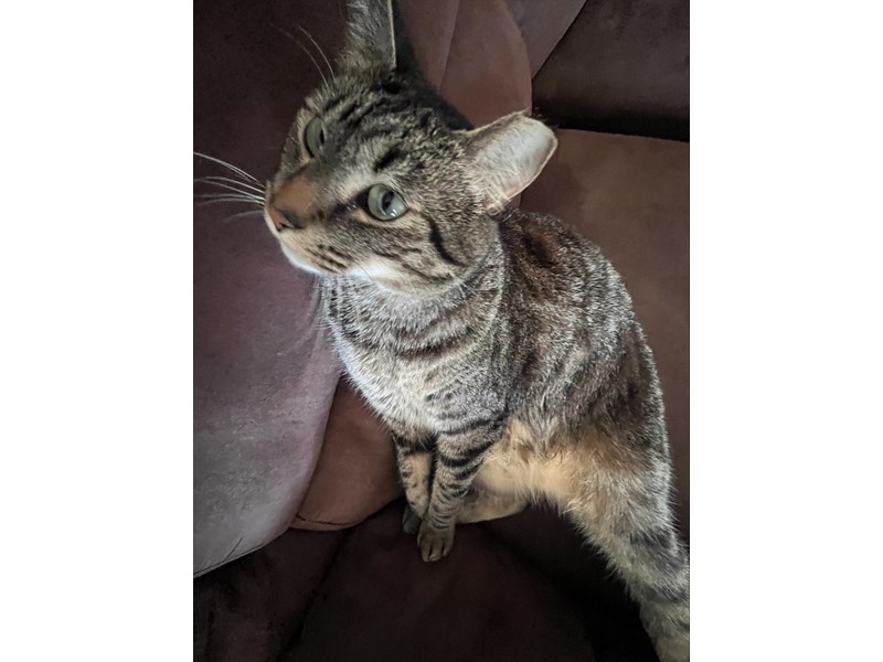 Pet Photo