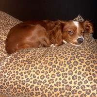 Lost Pet Image