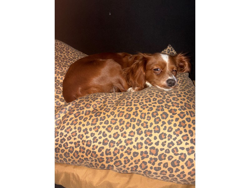 Pet Photo