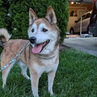 Lost Pet Image
