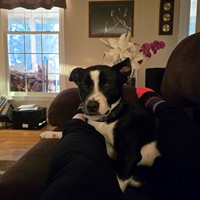 Lost Pet Image