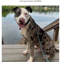 Lost Pet Image