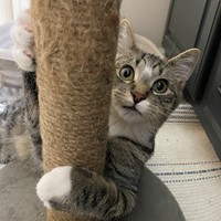 Lost Pet Image