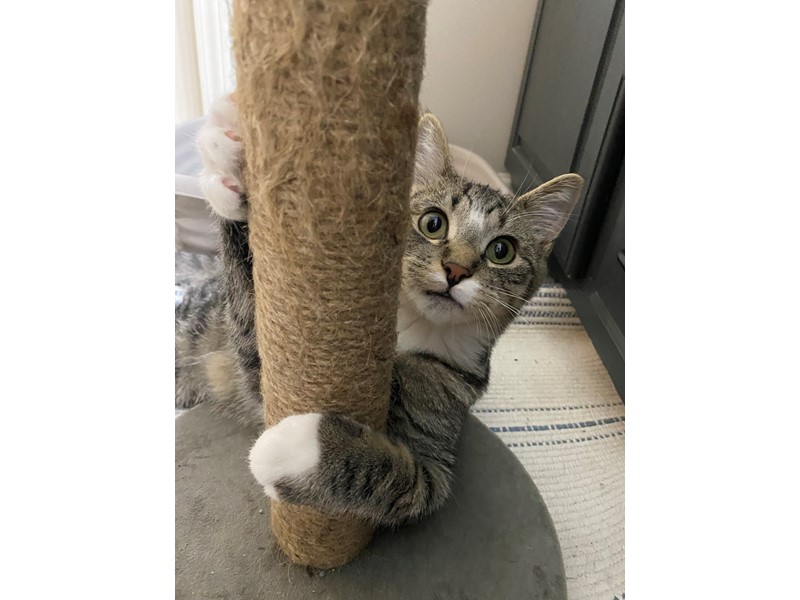 Pet Photo