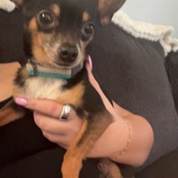 Lost Pet Image