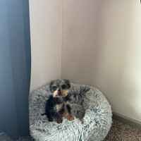 Lost Pet Image