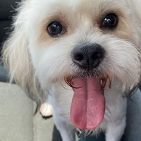 Lost Pet Image