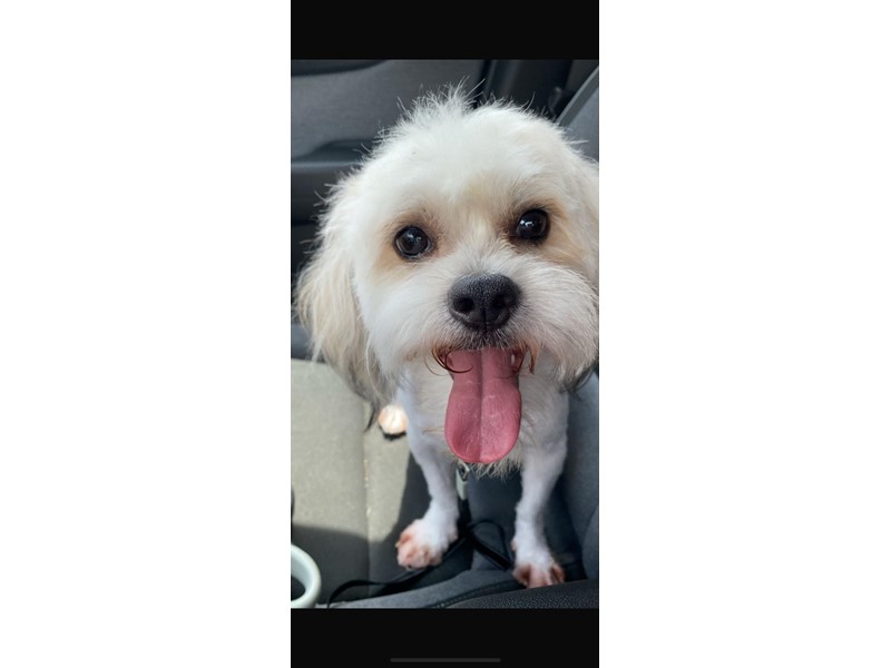 Pet Photo
