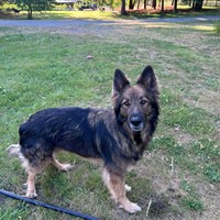 Lost Pet Image