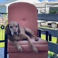 Lost Pet Image