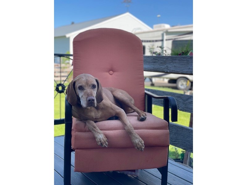 Pet Photo