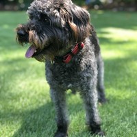 Lost Pet Image
