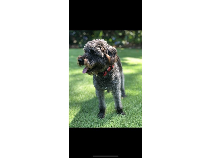 Pet Photo